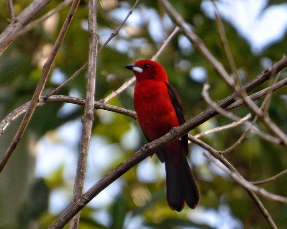 Pousada Canto Bella Terra Ilhabela Eksteriør bilde