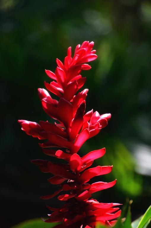 Pousada Canto Bella Terra Ilhabela Eksteriør bilde